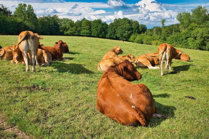 Élevage vaches de ferme Beauzac